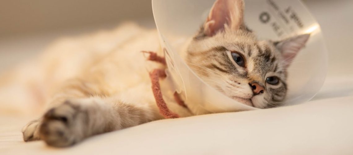 To Spay or Not? Deciding for Your Cat