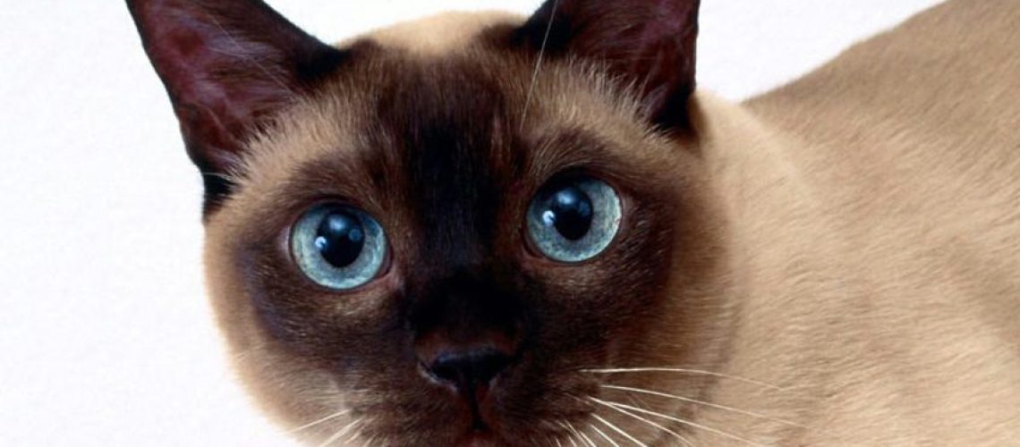 Tonkinese Cats: A Perfect Symphony of Breeds