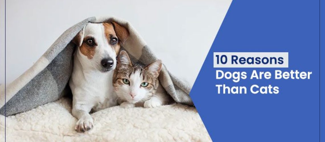 Top 10 Reasons Dogs Are Better Than Cats-WildCreaturey