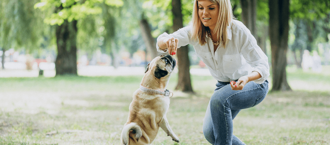 Top 11 Essential Dog Training Supplies-WildCreaturey