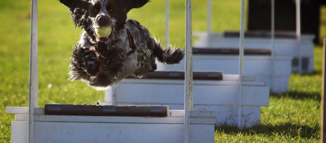 Top 5 Dog Sports-WildCreaturey