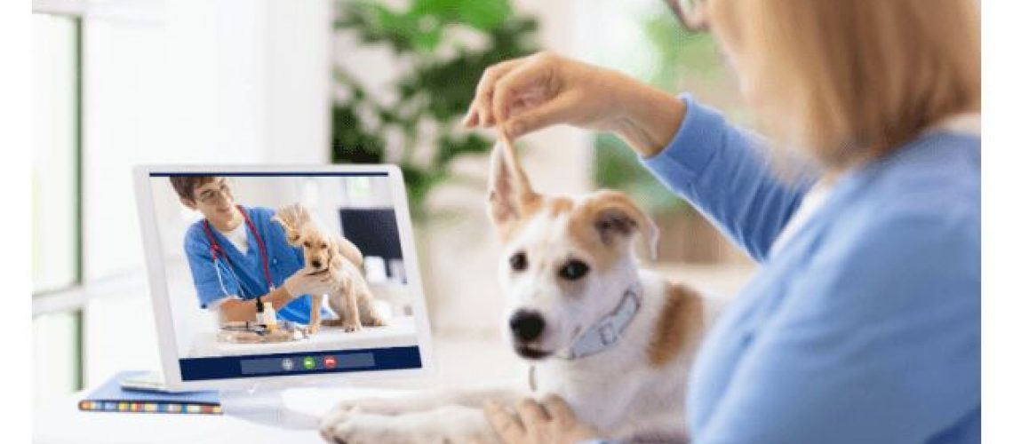 Top Picks: The Best Online Vets for Your Pet