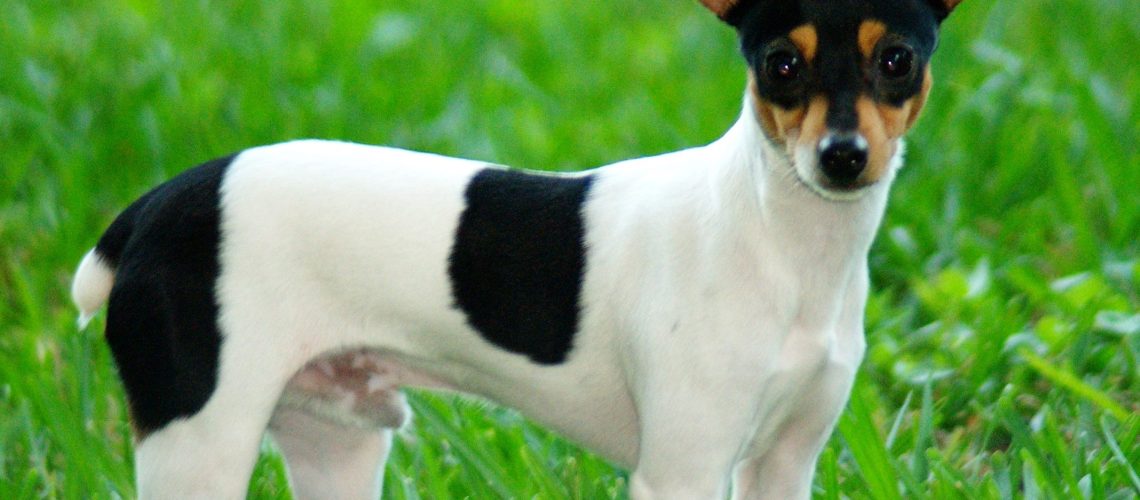 Toy Fox Terrier: Dog Breed Characteristics & Care-WildCreaturey