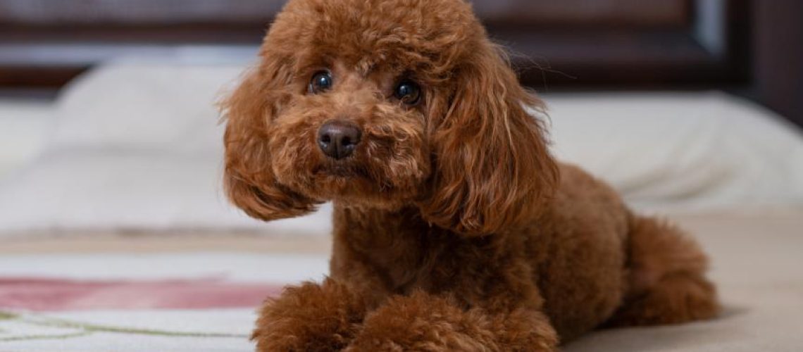 Toy Poodle: Dog Breed Characteristics & Care-WildCreaturey