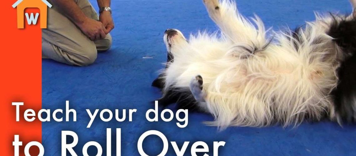 Training a Dog to Roll Over-WildCreaturey