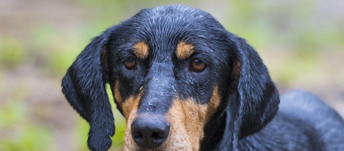 Transylvanian Hound (Erdelyi KopÃ³): Dog Breed Characteristics & Care-WildCreaturey