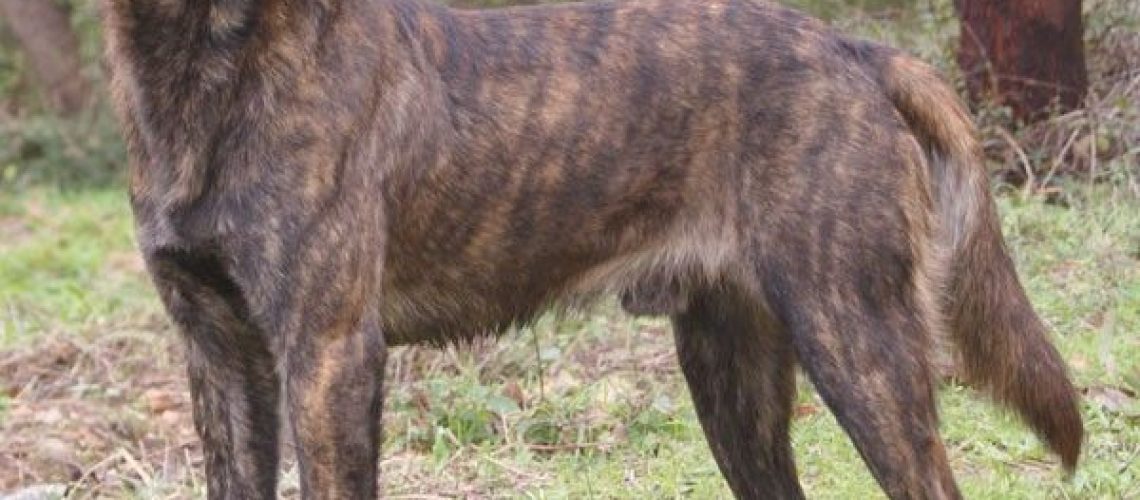 Treeing Tennessee Brindle: Dog Breed Characteristics & Care-WildCreaturey