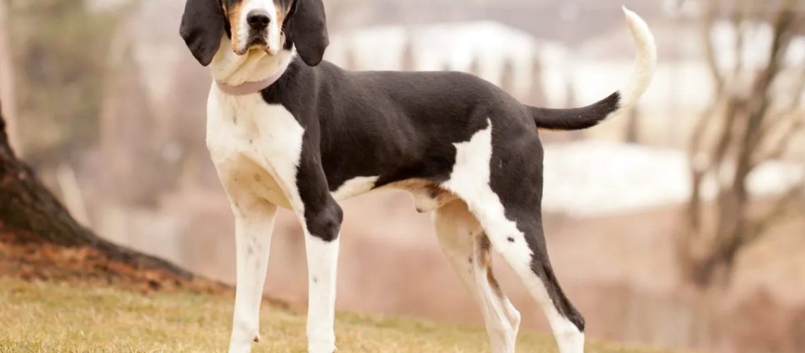 Treeing Walker Coonhound: Dog Breed Characteristics & Care-WildCreaturey