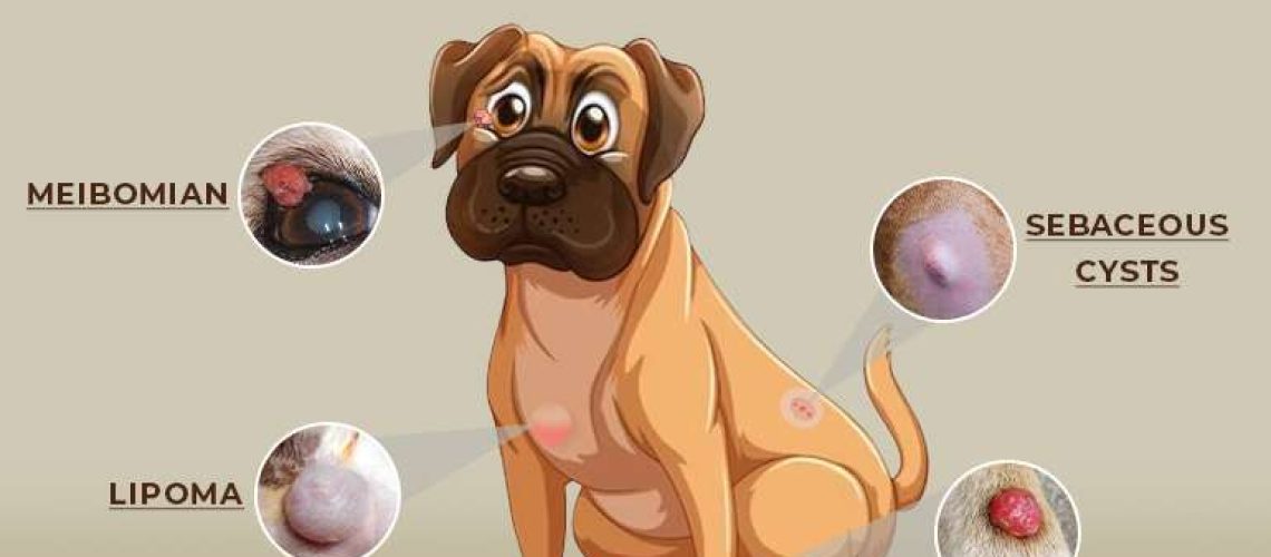 Tumors Growths and Cysts in Dogs-WildCreaturey