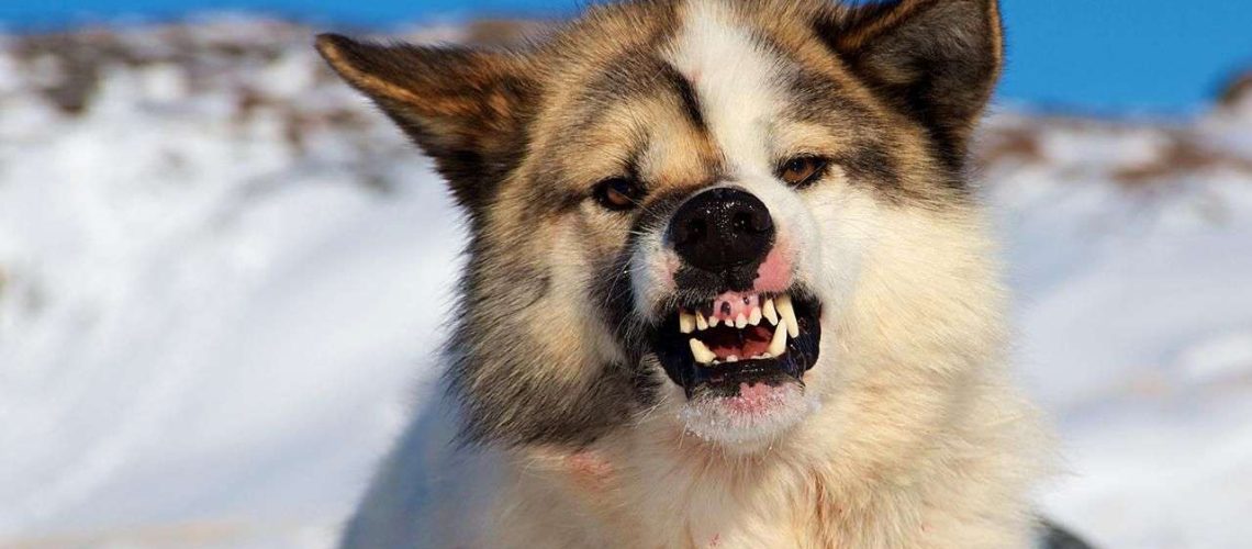 Understanding Dog Growling-WildCreaturey