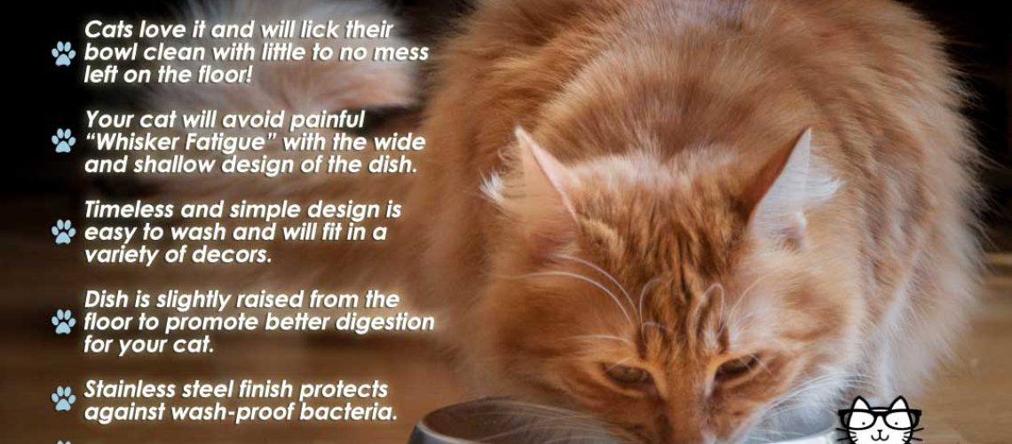 Understanding Whisker Fatigue In Your Cat - Wildcreaturey