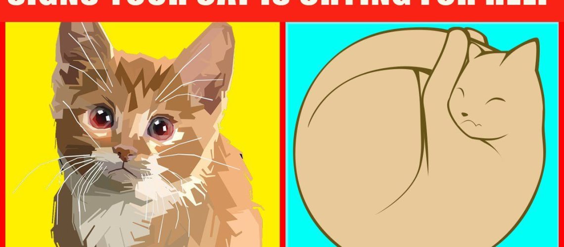 Urgent Alert: 18 Signs Your Cat Needs Help