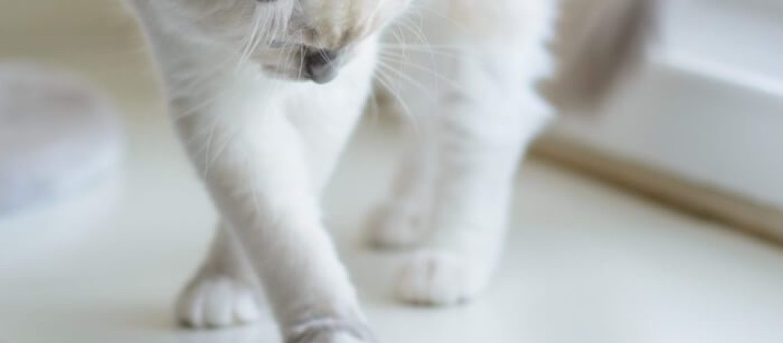 Using Neosporin on Cats: Safe Choice or Risky?