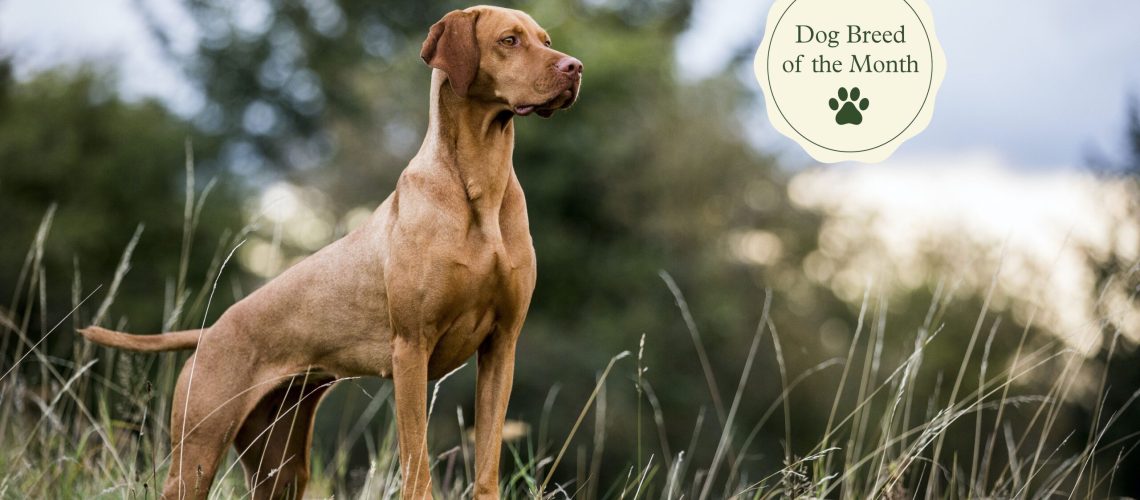 Vizsla: Dog Breed Characteristics & Care-WildCreaturey