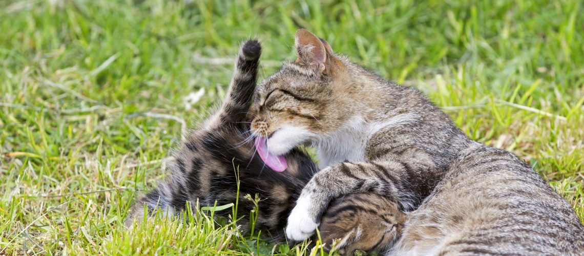 Waiting for Mama Cat's Milk to Dry Up?