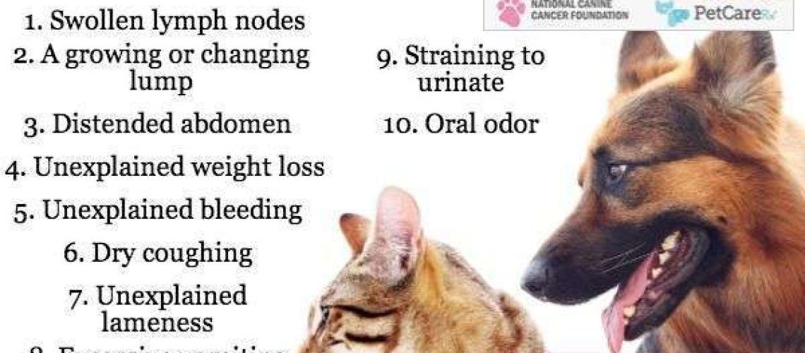 Warning Signs of Cancer in Dogs-WildCreaturey