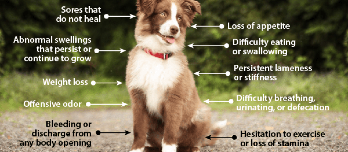 Warning Signs of Cancer in Dogs-WildCreaturey