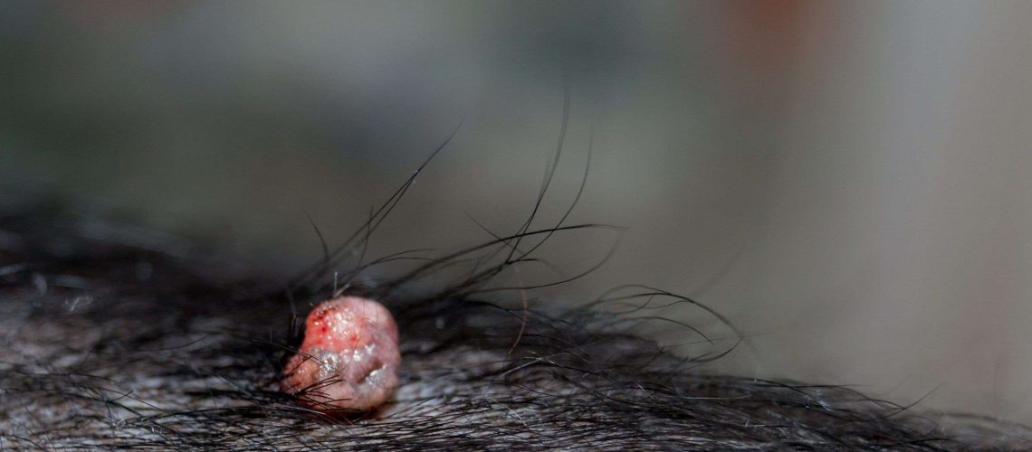 Warts on Dogs-WildCreaturey