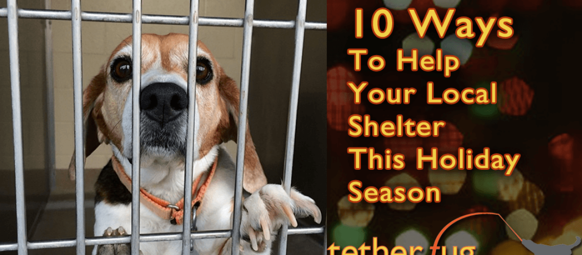 Ways You Can Volunteer For Your Local Shelters This Holiday Season-WildCreaturey