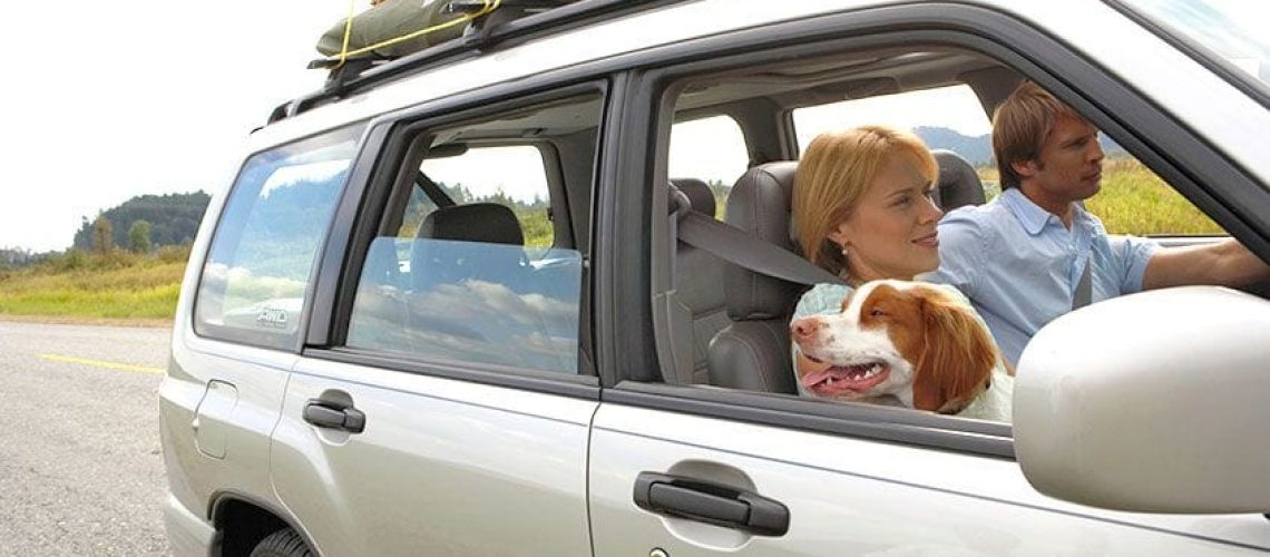 Ways to Make a Road Trip With Your Pup Feel Like Flying First Class-WildCreaturey