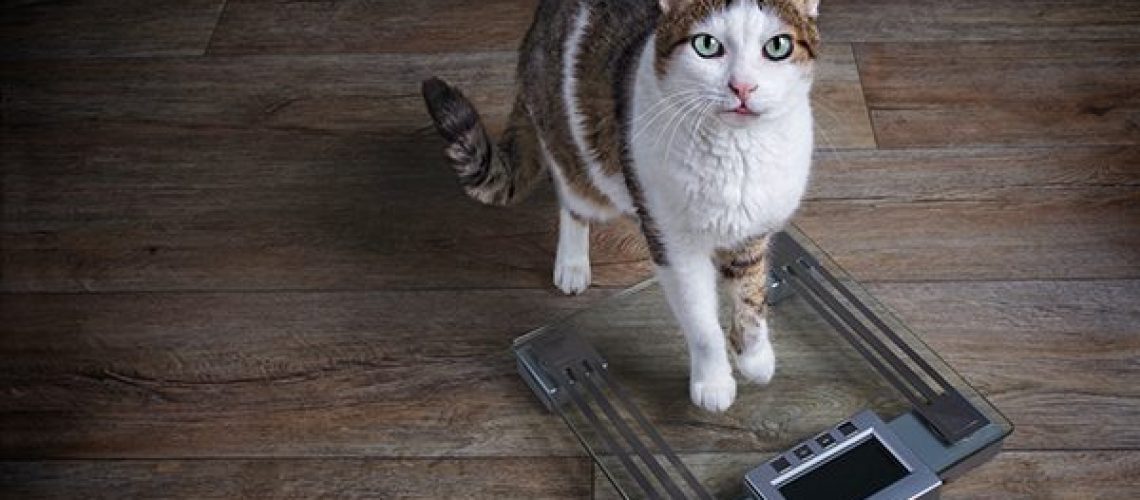 Weighty Matters: Why Your Cat Might Be Slimming Down