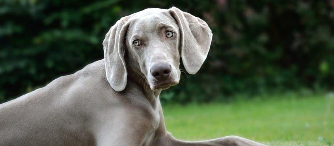 Weimaraner: Dog Breed Characteristics & Care-WildCreaturey