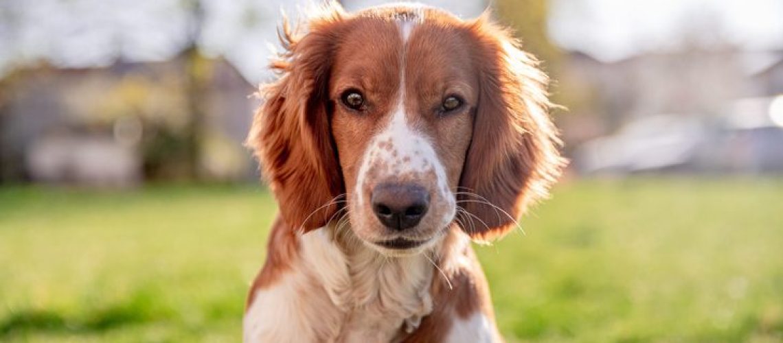 Welsh Springer Spaniel: Dog Breed Characteristics & Care-WildCreaturey