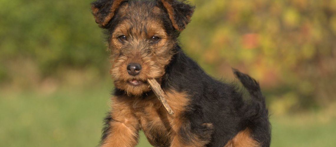 Welsh Terrier: Dog Breed Characteristics & Care-WildCreaturey