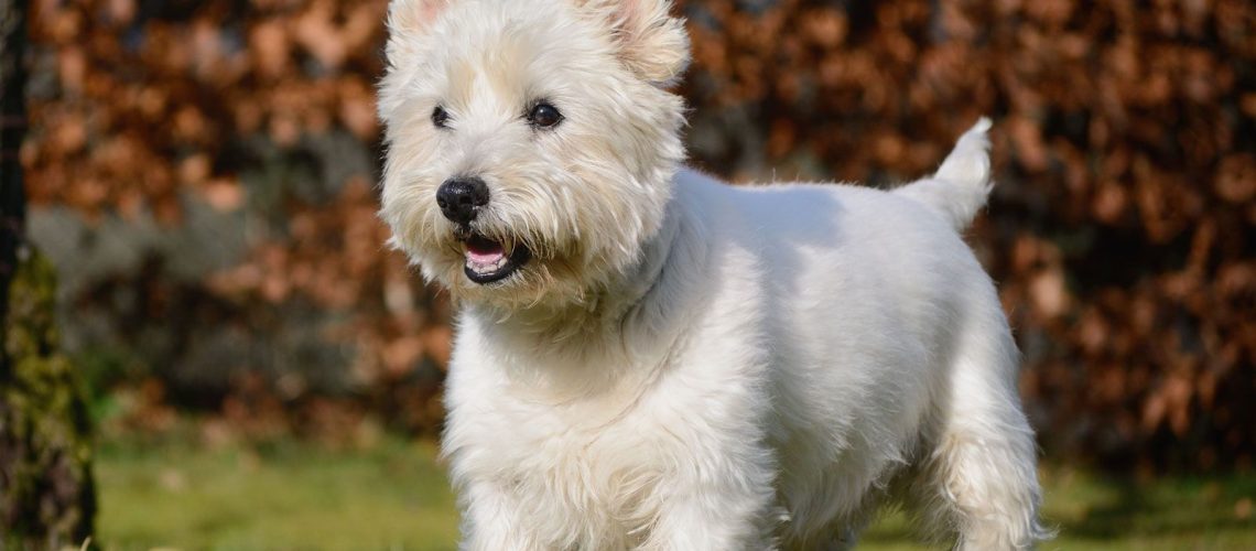 West Highland White Terrier (Westie): Dog Breed Characteristics & Care-WildCreaturey