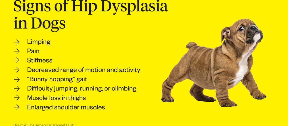 What Are the Signs of Hip Dysplasia in Puppies?-WildCreaturey