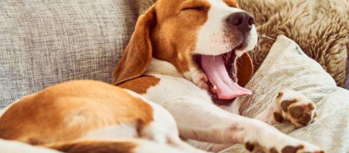 What Does It Mean When My Dog Yawns?-WildCreaturey