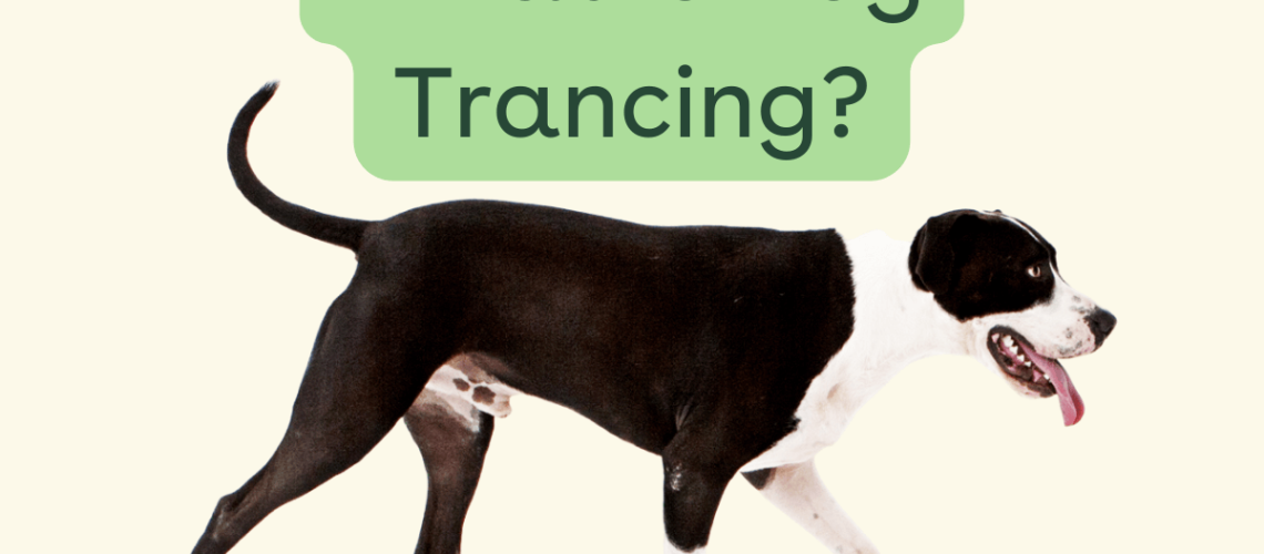 What Is Dog Trancing?-WildCreaturey