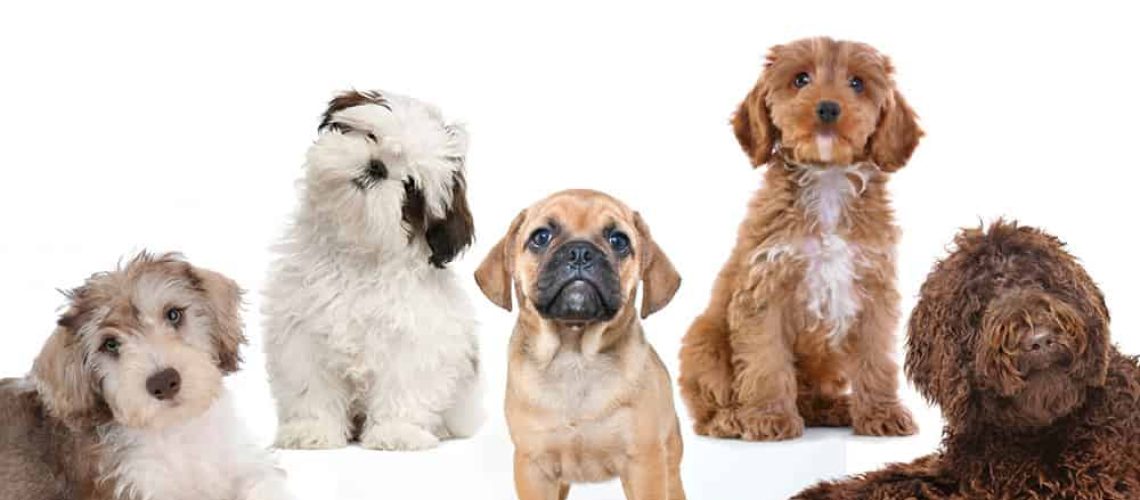 What Is a Designer Dog Breed?-WildCreaturey