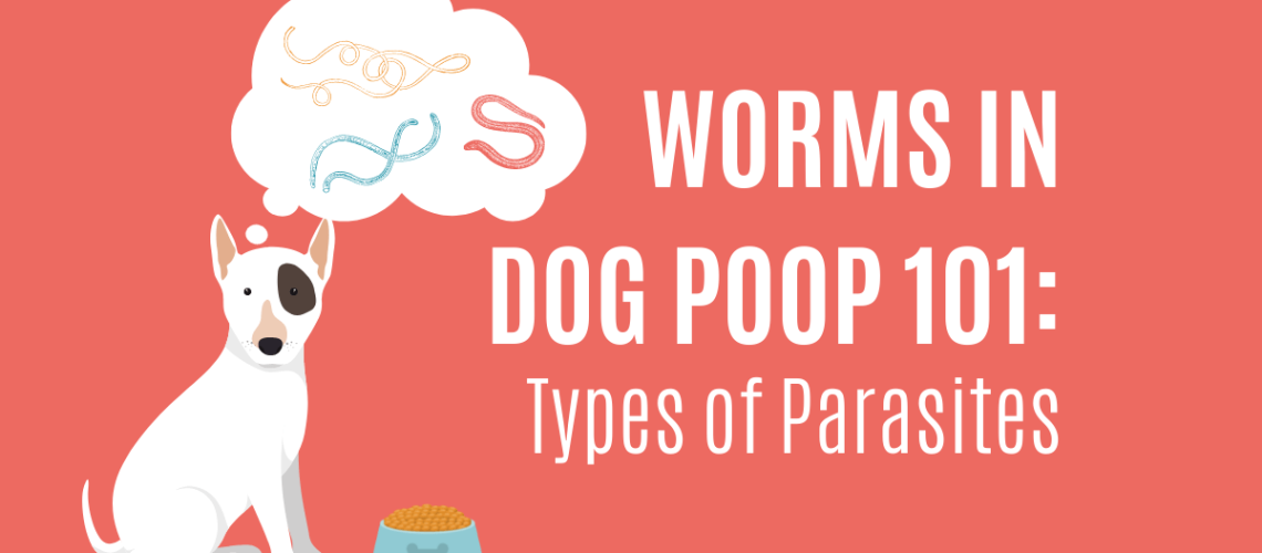 What It Means If You Find Worms in Your Dogs Poop-WildCreaturey