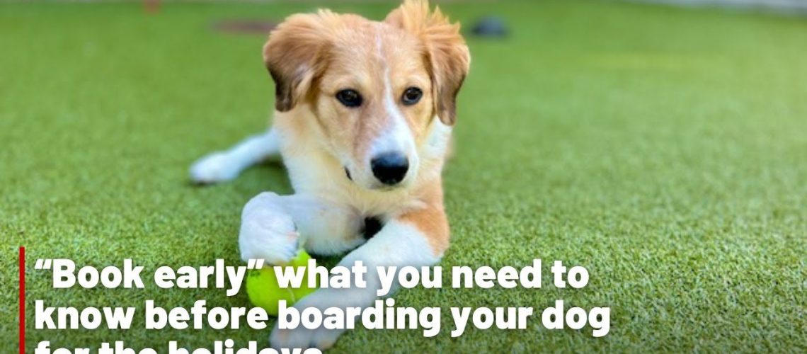 What You Need to Know About Boarding Your Dog-WildCreaturey