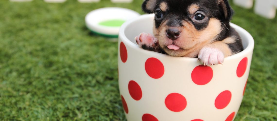 What You Need to Know About Teacup Dogs-WildCreaturey