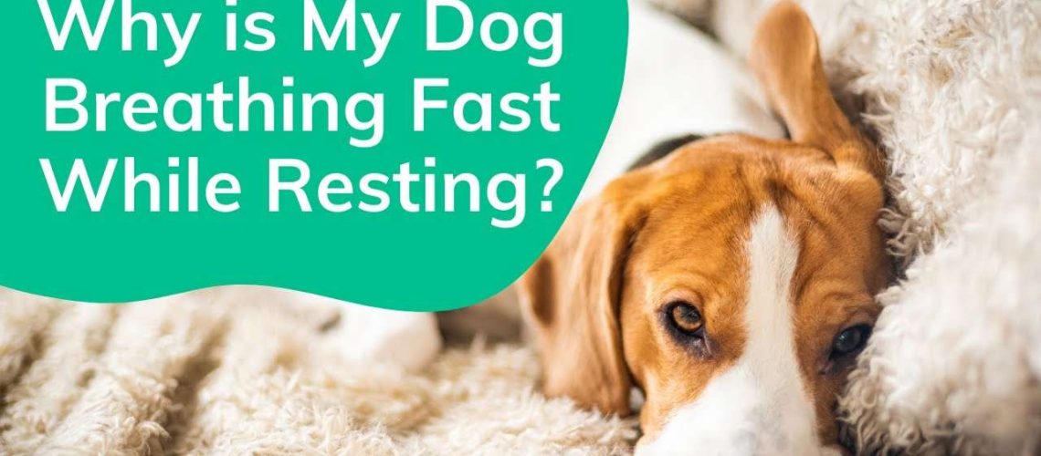 What to Do If Your Dog is Breathing Fast-WildCreaturey