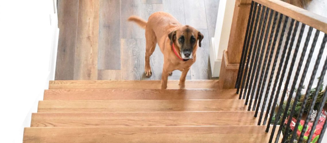 What to Do When Your Dog Is Afraid of Stairs-WildCreaturey