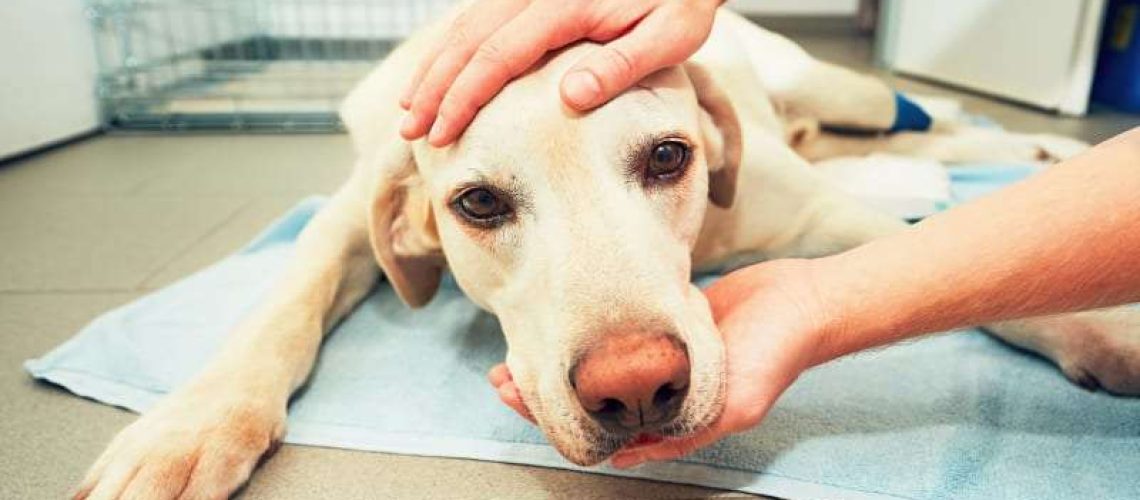 What to Do if Your Dog Is Poisoned or Exposed to Toxins-WildCreaturey