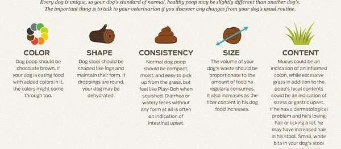 What to Give Your Dog If It Has Diarrhea-WildCreaturey