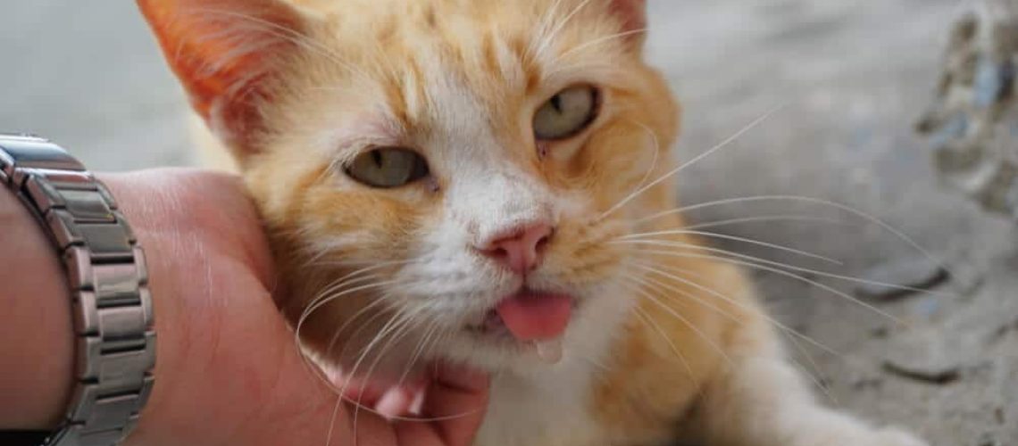 Whiffy Whiskers: Tackling Bad Breath and Drooling in Cats