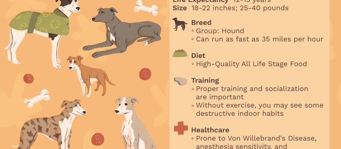 Whippet: Dog Breed Characteristics & Care-WildCreaturey