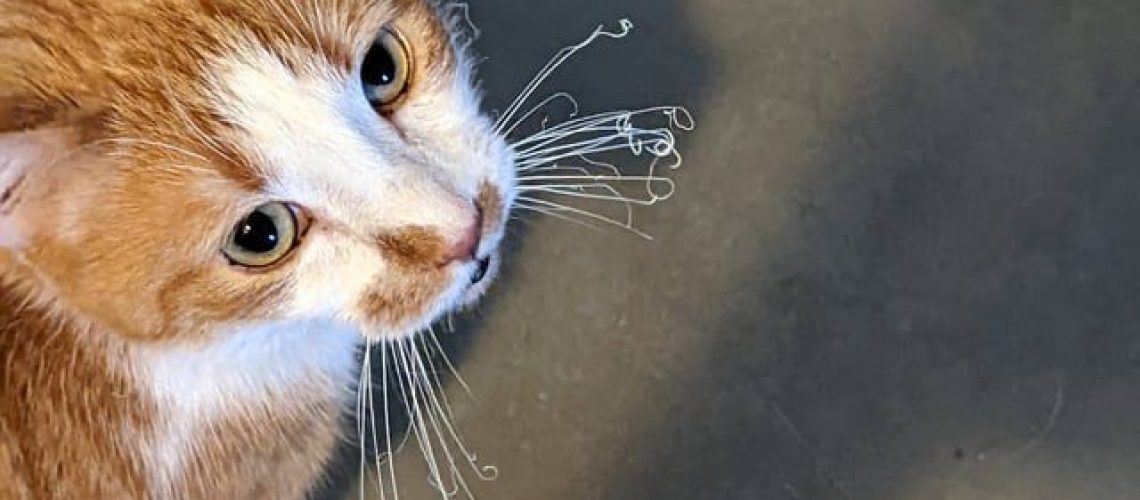 Whisker Wonders: The Curious Case of Missing Whiskers