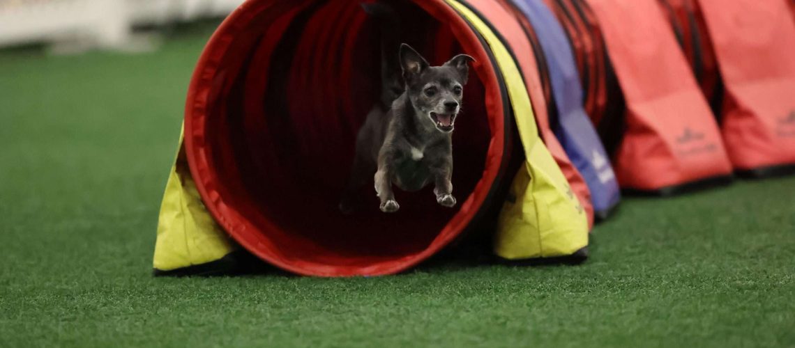 Why Almost Any Dog Can Do Agility Training-WildCreaturey