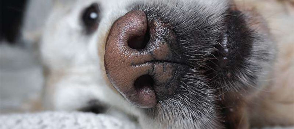 Why Are Dog Noses Wet and Cold?-WildCreaturey