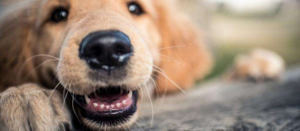 Why Do Dogs Have Whiskers?-WildCreaturey