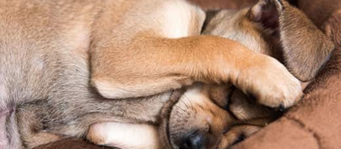 Why Do Dogs Rub Their Faces?-WildCreaturey