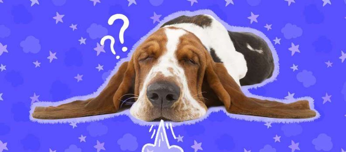 Why Do Dogs Sigh?-WildCreaturey