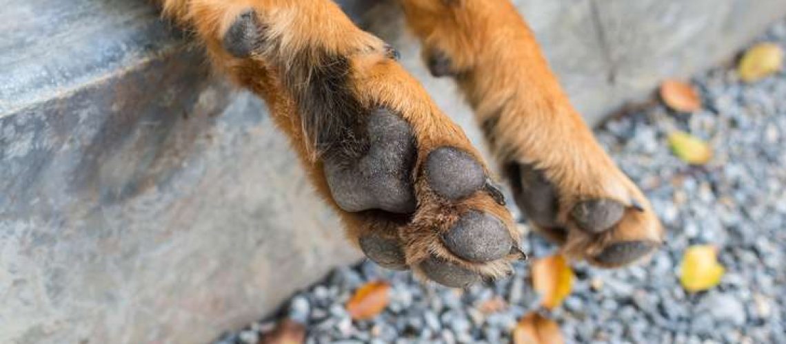 Why Do My Dogs Paws Smell Like Corn Chips?-WildCreaturey