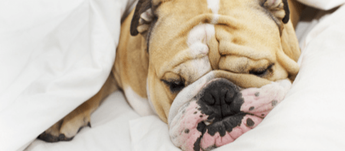 Why Does My Dog Snore?-WildCreaturey